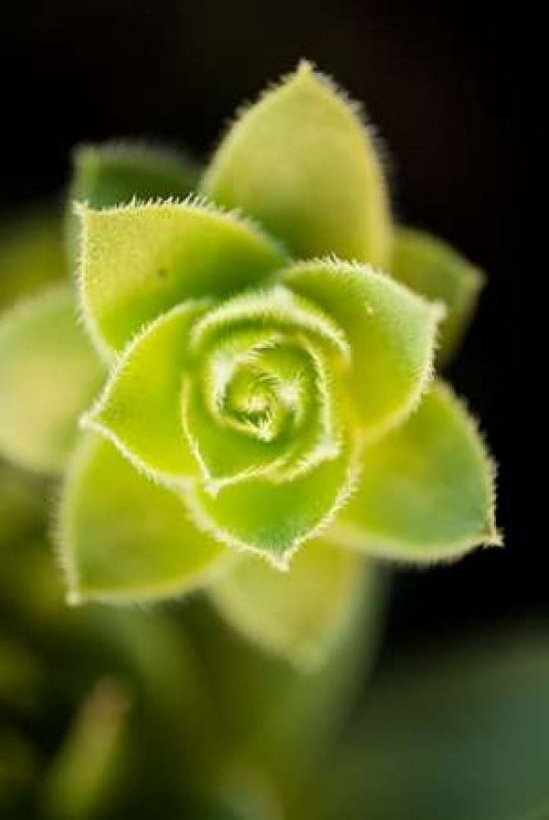 Succulent Blossom II Canvas Art - Erin Berzel (12 x 18)