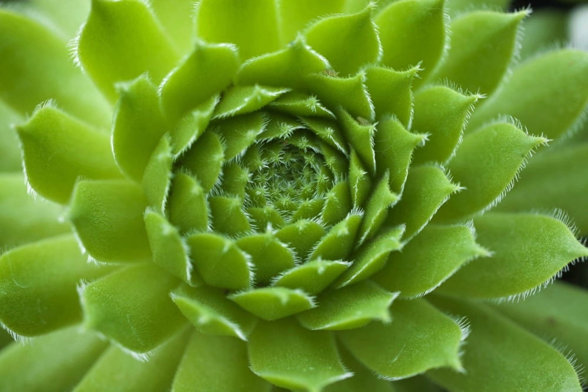 Succulent Canvas Art - David Chapman Design Pics (36 x 24)