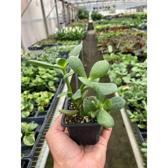 Succulent Crassula 'Jade', 3" Pot, Indoor Houseplant, Easy Care, Live Plant for Indoor & Outdoor