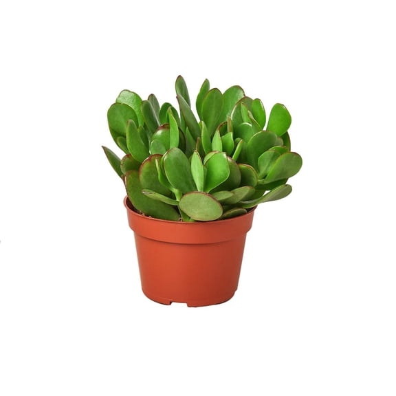 Succulent Crassula 'Jade', 4" Pot, Indoor Houseplant, Easy Care, Live Plant for Indoor & Outdoor