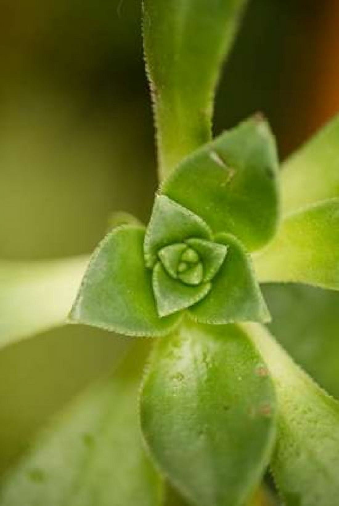 Succulent Detail I Canvas Art - Erin Berzel (12 x 18)