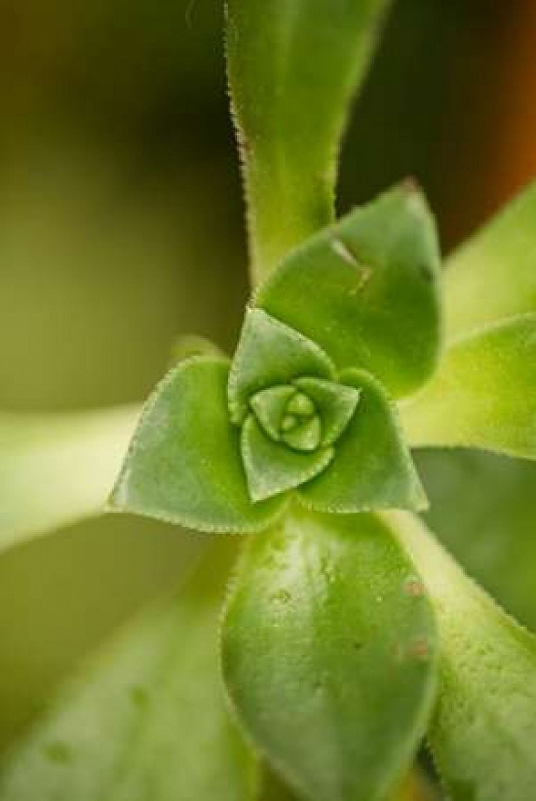 Succulent Detail I Canvas Art - Erin Berzel (24 x 36)