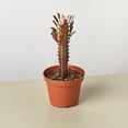 thumbnail image 1 of Succulent Euphorbia 'Trigona Rubra' in 4" Pot | Live Plant for Indoor | 7 - 12 inch Tall, 1 of 3