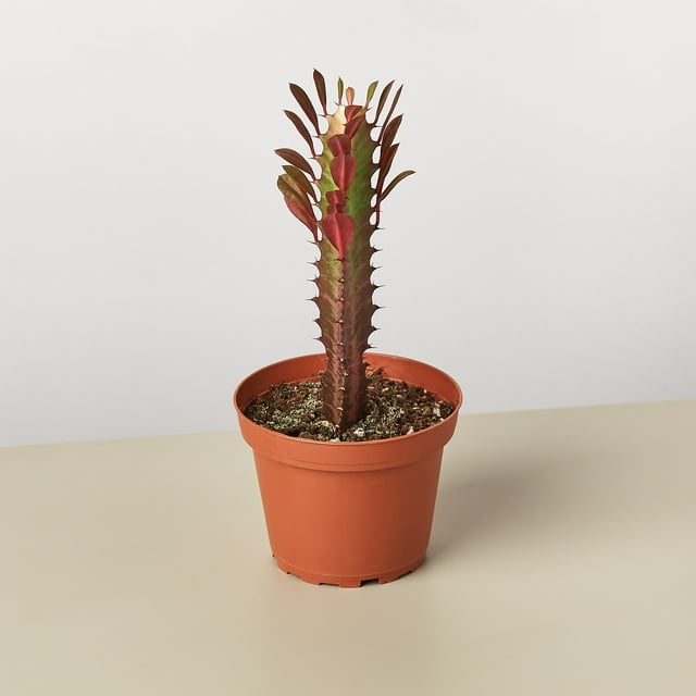 Succulent Euphorbia 'Trigona Rubra' in 4" Pot | Live Plant for Indoor | 7 - 12 inch Tall
