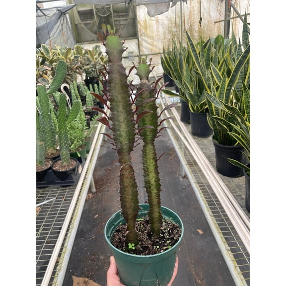 Succulent Euphorbia 'Trigona Rubra'