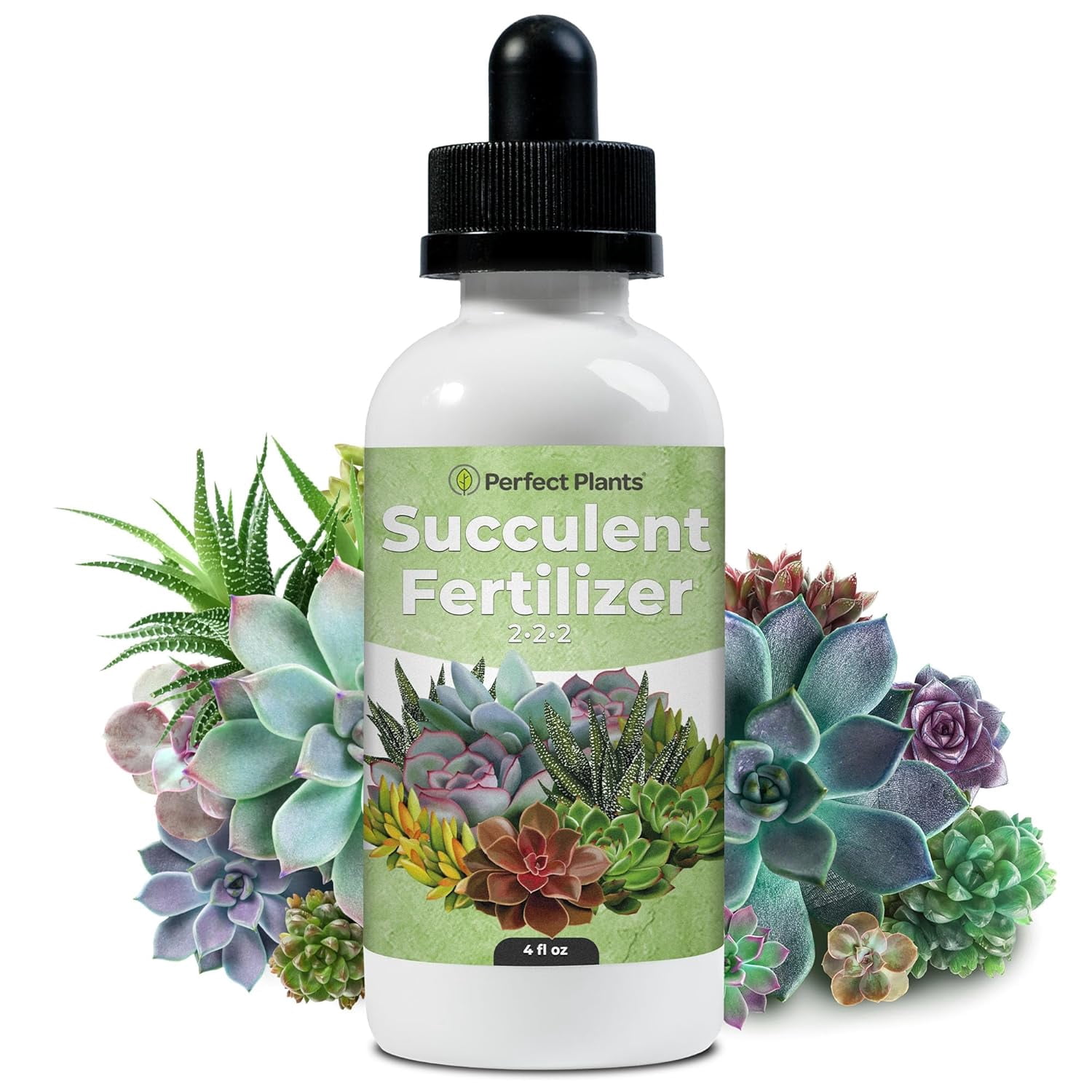 Fertilize Succulent