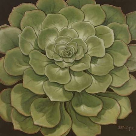 Succulent I Canvas Art - Janet Kruskamp (24 x 24)