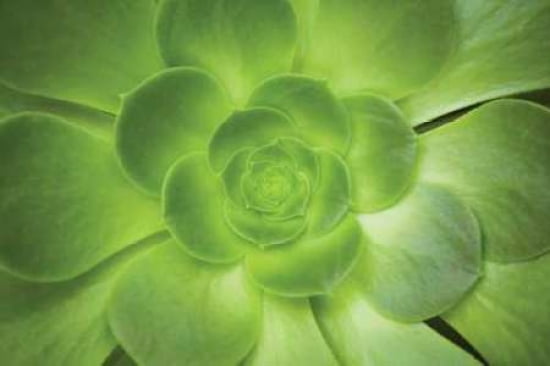 Succulent I Canvas Art - Karyn Millet (12 x 18)