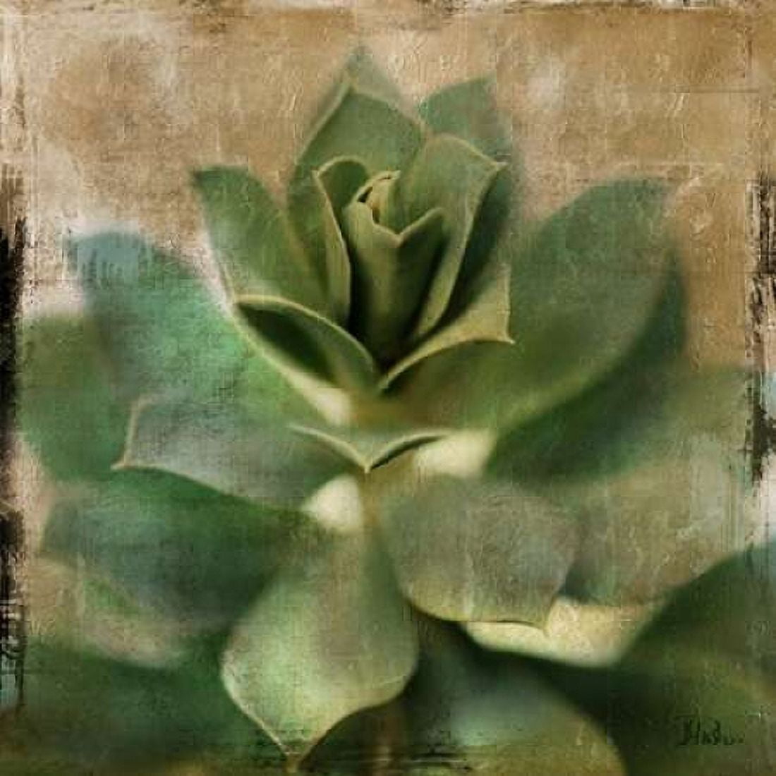 Succulent I Canvas Art - Patricia Pinto (24 x 24)