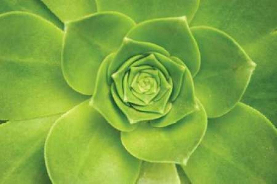 Succulent II Canvas Art - Karyn Millet (12 x 18)