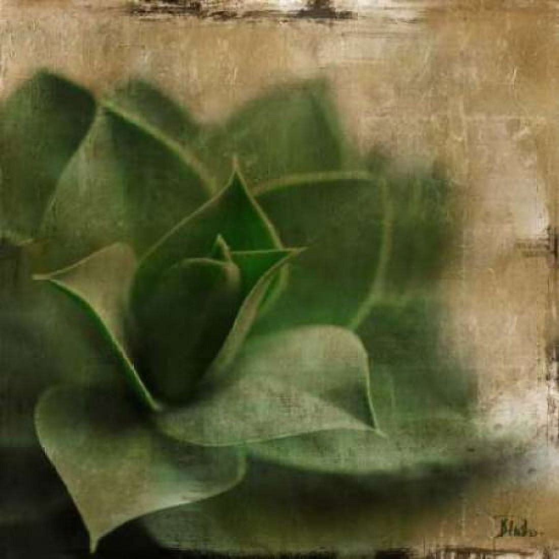 Succulent II Canvas Art - Patricia Pinto (24 x 24)