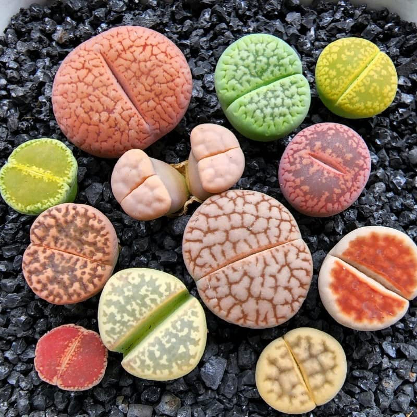 Succulent Lithops Live Plants, 20 Mixed Lithops Living Stones