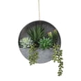 thumbnail image 1 of Succulent Mix in 8" Hanging Galvanized Silver Tin Wall Planter, 1 of 2
