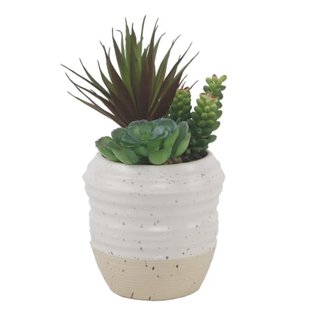Succulent Mix in Two Tone Ceramic Mix