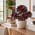 thumbnail image 1 of Succulent Plant Bare Root,Low Maintenance-Decoration, Ideal for Beds Borders, Plant Pots & Planters`, 1 of 6
