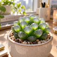 thumbnail image 1 of Succulent Plant Bare Root,Low Maintenance-Decoration, Ideal for Beds Borders, Plant Pots & Planters`, 1 of 7