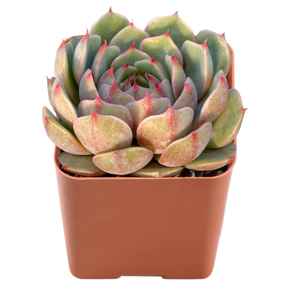 Succulent Plant Live,Echeveria Ben Badis,Mini plants in2'' Pot,Plants for Birthday Mother May Gift,Baby Shower,Wedding Favors