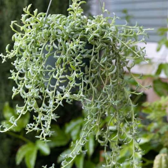 Succulent Plant Live, Trailing Houseplant, Indoor Green Foliage Plant in 4 Inch Pot (String of Dolphins)