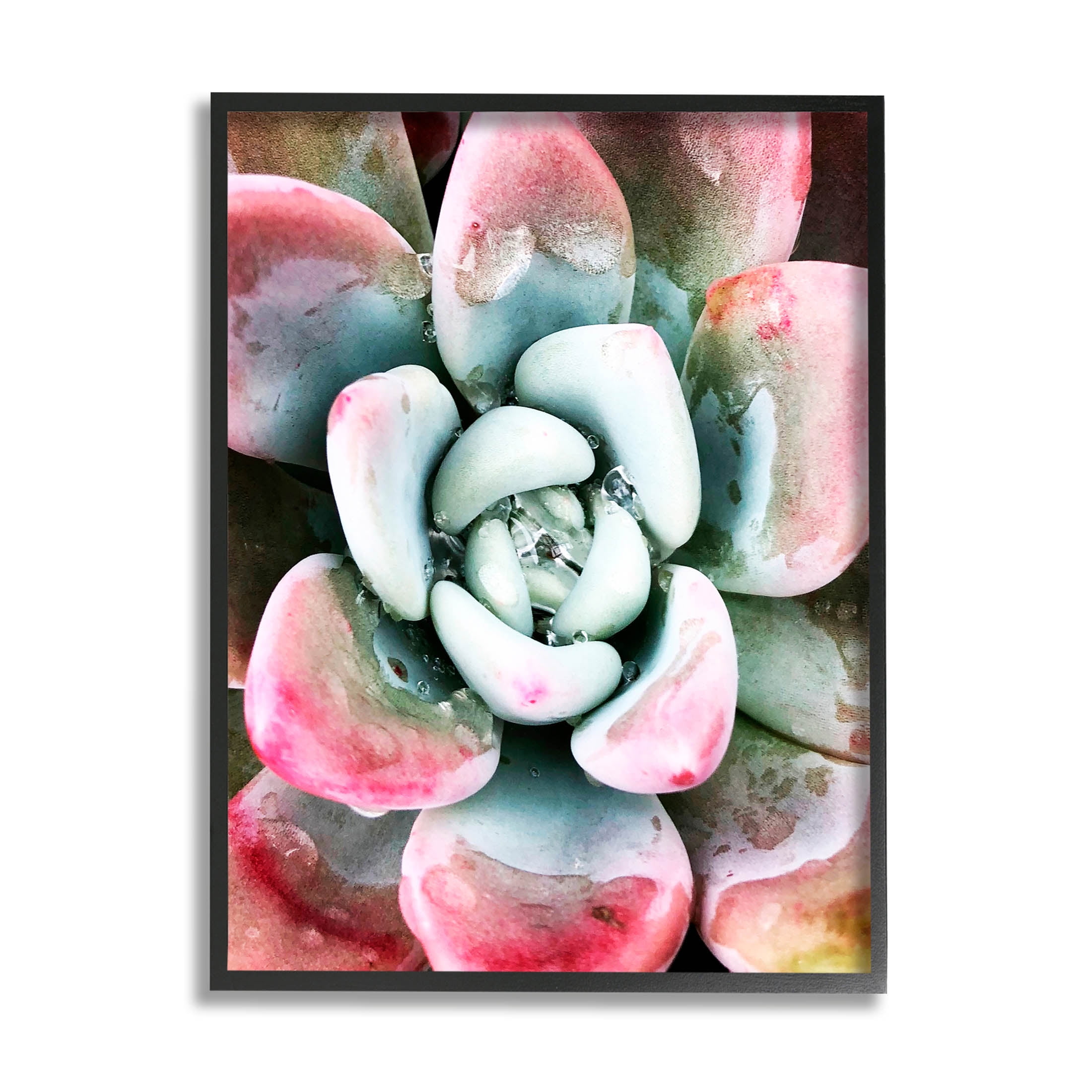 Succulent Plant Rain Droplet Botanical & Floral Photograph Black Framed Art Print Wall Art