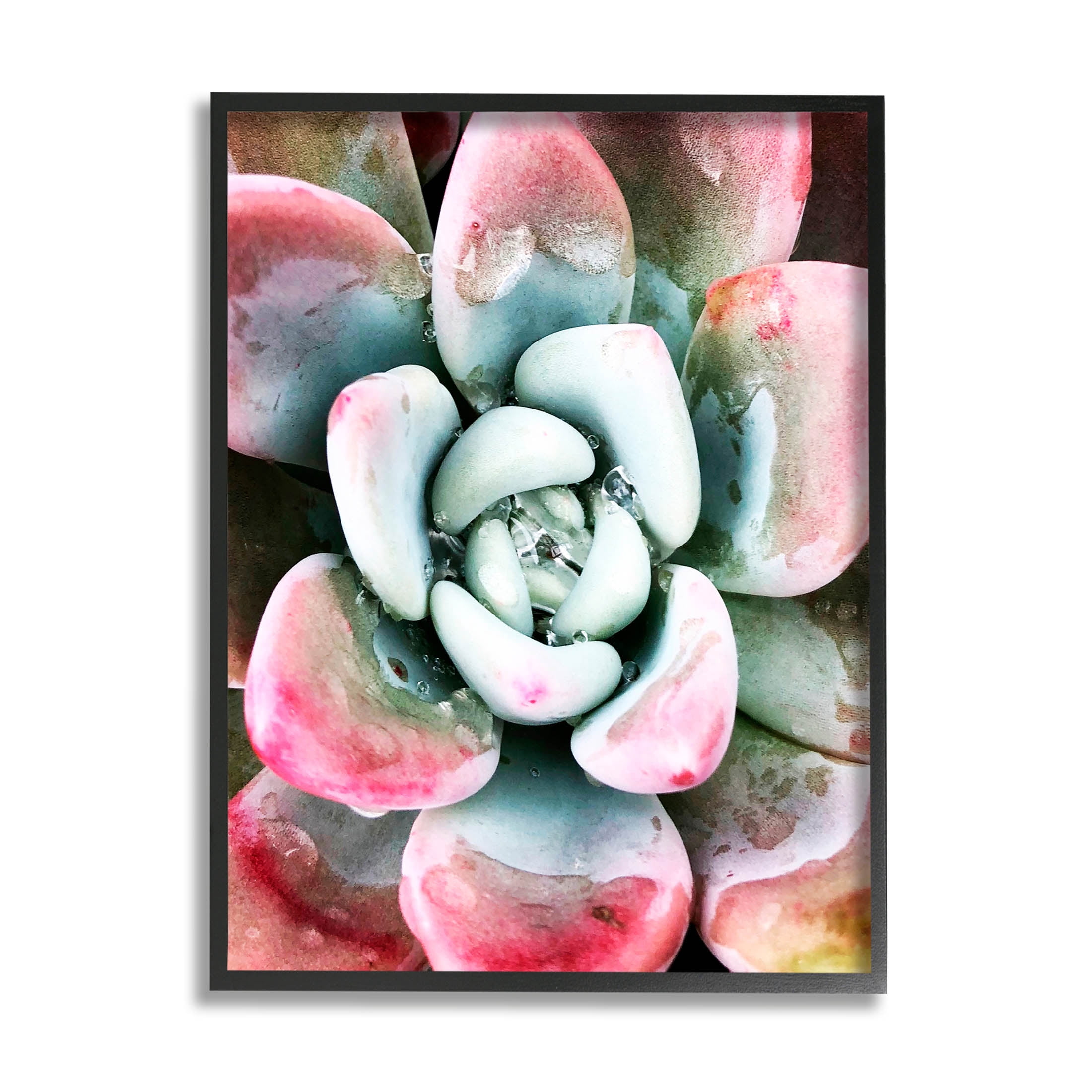 Succulent Plant Rain Droplet Botanical & Floral Photograph Black Framed Art Print Wall Art