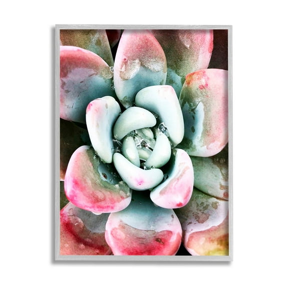 Succulent Plant Rain Droplet Botanical & Floral Photograph Gray Framed Art Print Wall Art