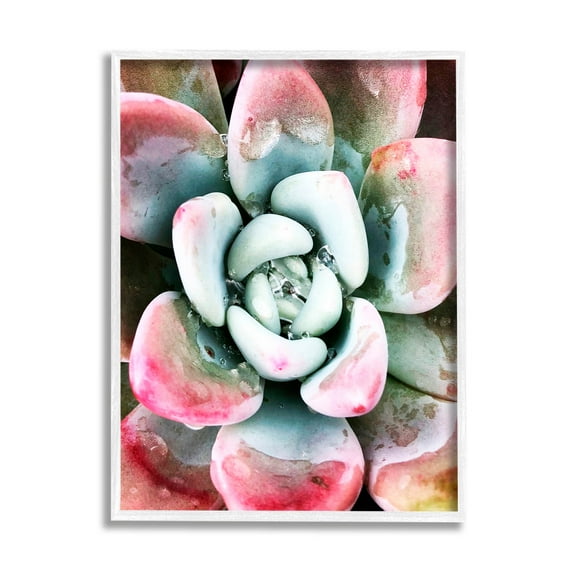 Succulent Plant Rain Droplet Botanical & Floral Photograph White Framed Art Print Wall Art