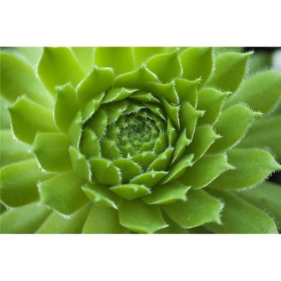 Succulent Poster Print, 18 x 12