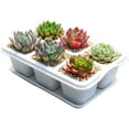 thumbnail image 1 of Succulent Pots, Succulent Planters with Tray, Plastic Succulent Cactus Pot with Drainage, Square Succulent Seedlings Pot Match Long Rectangular Tray, 1 of 5