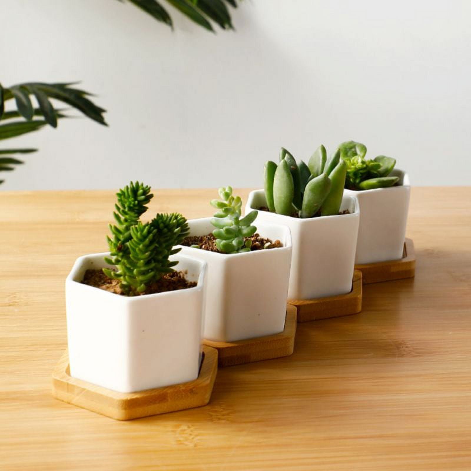 Succulent Pots, White Mini Ceramic Flower Planter Pot with Bamboo Tray -  Plants Not Included