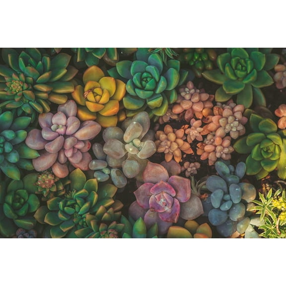 Succulent Seeds Mix - 100 Seeds - Echeveria Species Mix - Ships from Iowa, USA - Grow Exotic Succulent Cacti