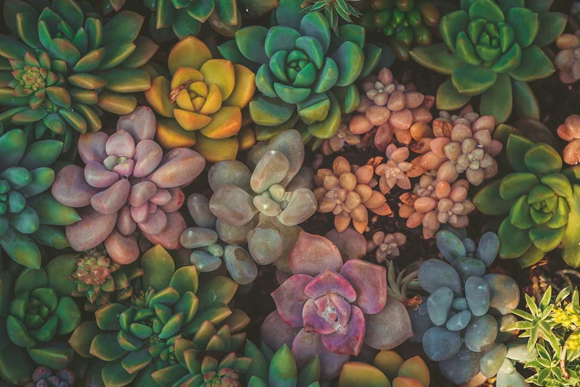 Succulent Seeds Mix - 100 Seeds - Echeveria Species Mix - Ships from Iowa,  USA - Grow Exotic Succulent Cacti - Walmart.com