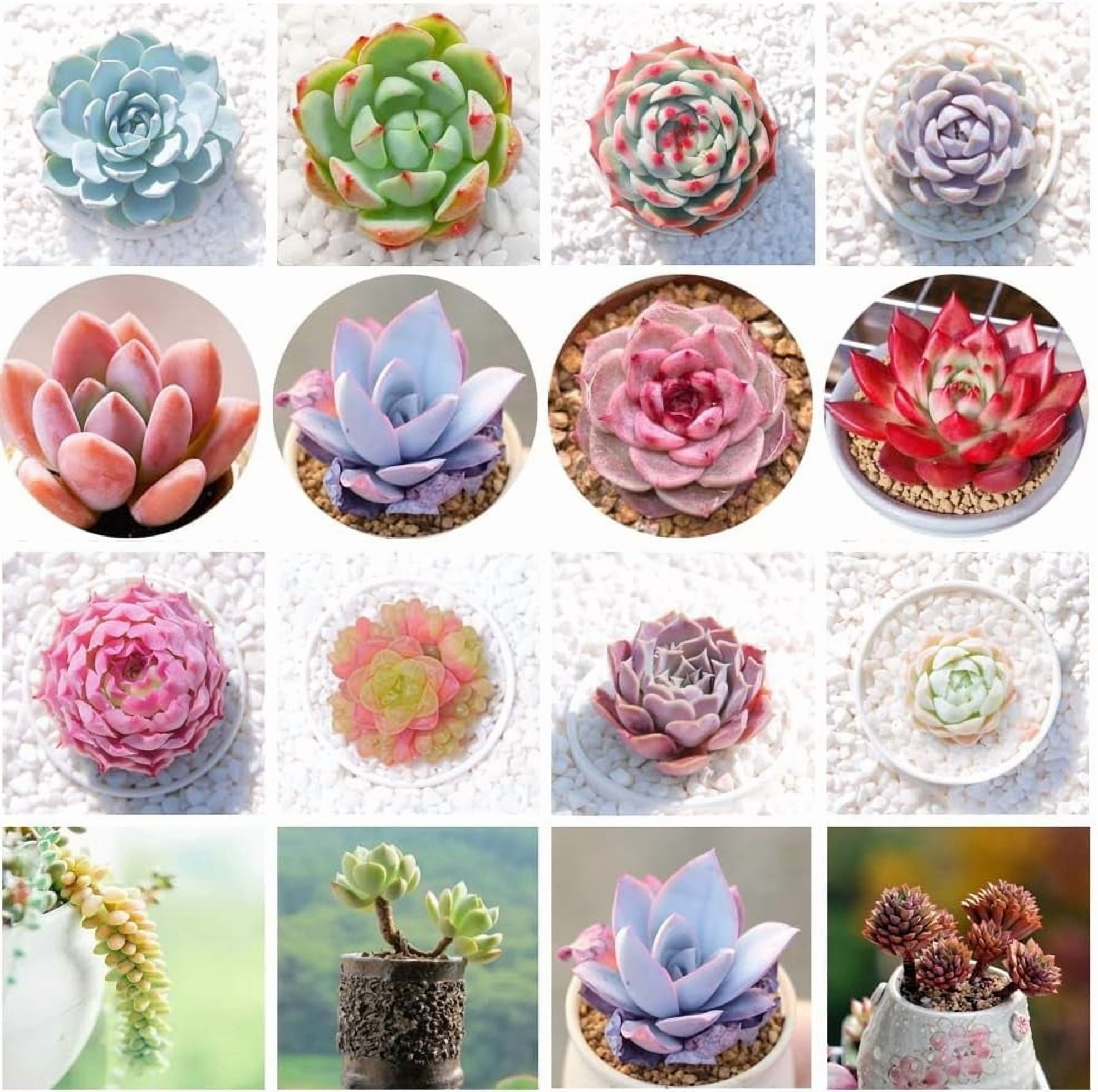 succulents for outdoor pots Succulent Planter With Saucer main image 1