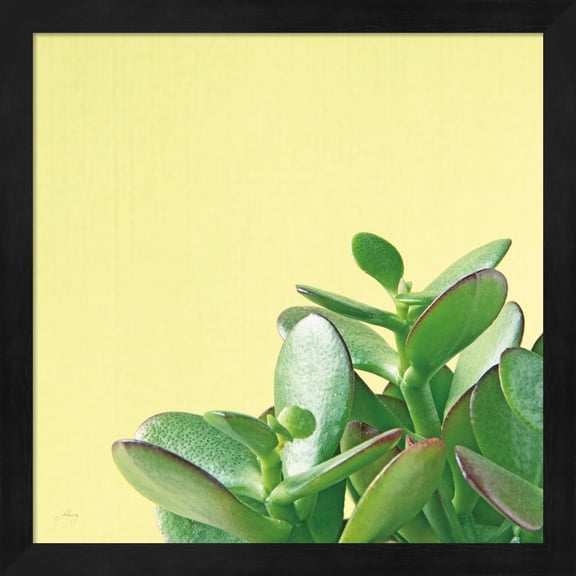 Succulent Simplicity IV by Felicity Bradley, Framed Wall Art, 13.25W x 13.25H