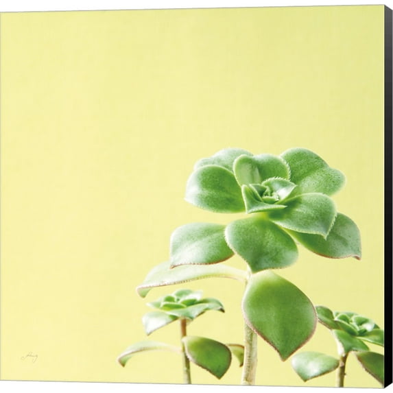 Succulent Simplicity X by Felicity Bradley, Canvas Wall Art