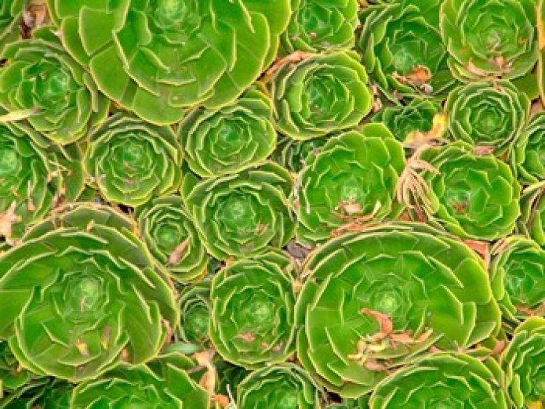 Succulent South Island New Zealand Canvas Art - William Sutton DanitaDelimont (26 x 19)