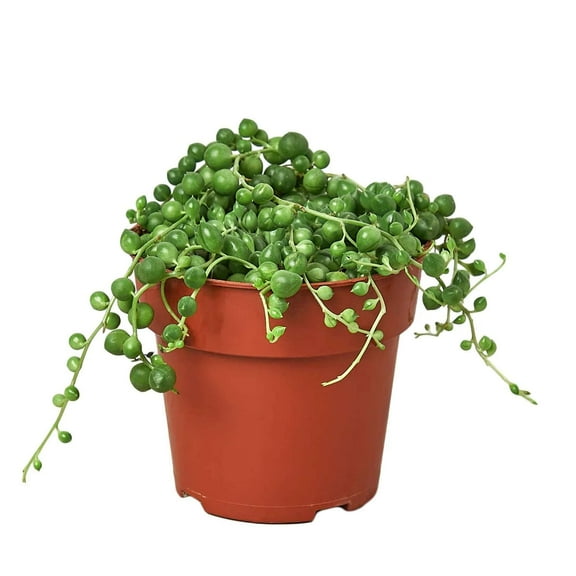 Succulent String of Pearls Live Plant for Indoor | Different Houseplants in 4'' & 6'' Pot | Real House Plant for Living Room, Office, Desk & Bathroom | Senecio rowleyanus