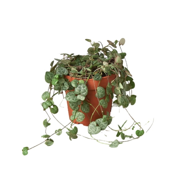 Succulent 'String of Hearts', 4" Pot, Indoor Houseplant, Easy Care, Live Plant for Indoor & Outdoor