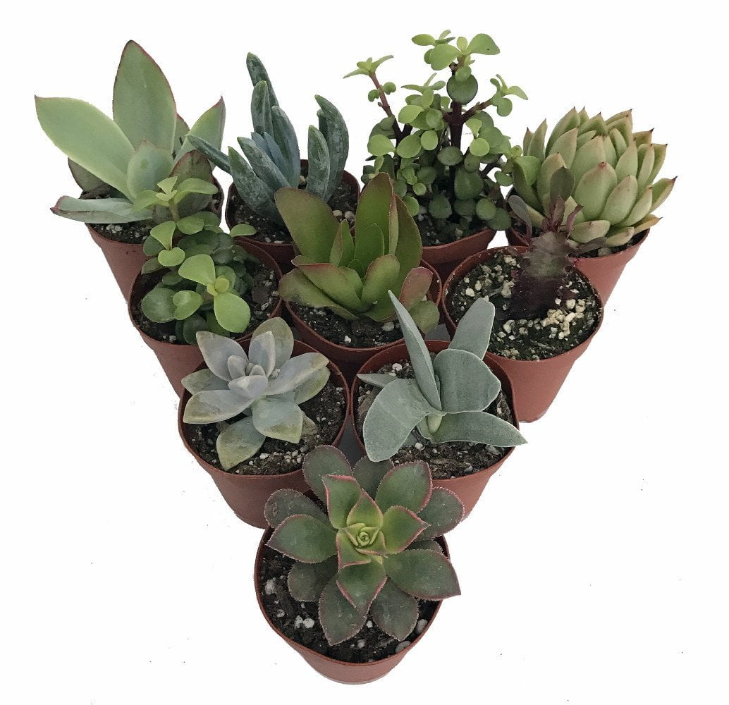 Succulent Terrarium & Fairy Garden Plants - 10 Different Plants in 2" Pots  - Walmart.com
