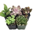 Succulent Terrarium & Fairy Garden Plants - 5 Different Plants in 2 ...