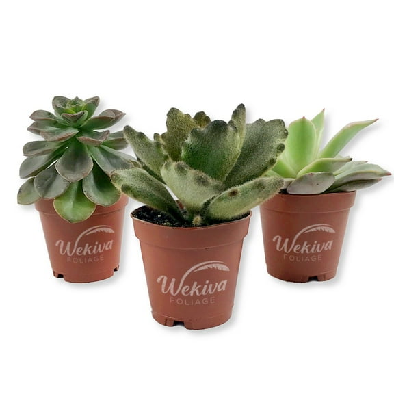 Succulent Variety Pack - 3 Live Starter Plants in 2 Inch Pots - Grower's Choice - Easy Care Drought Tolerant Houseplants