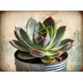 thumbnail image 1 of Succulent Vintage Aluminum Sign Rustic Farmhouse Wall Decor Retro Metal Sign for Home Office Yard Garden Shop Cafes Wall Art, Gardening Gifts, Gifts for Gardeners 12"x8", 1 of 1