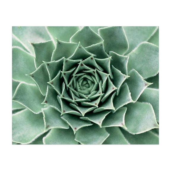 Succulent Wall Art Prints - 8 x 10 Unframed Plants Poster for Home