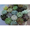 thumbnail image 1 of Succulent Wedding Favors by The Succulent Source - Succulents for all occasions - Rosette 2.5" Succulents, 1 of 4