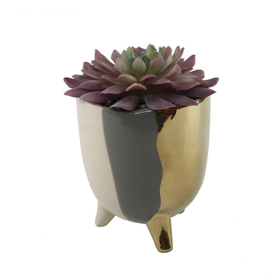 Succulent in 5" 3-TONE FOOTED CERAMIC