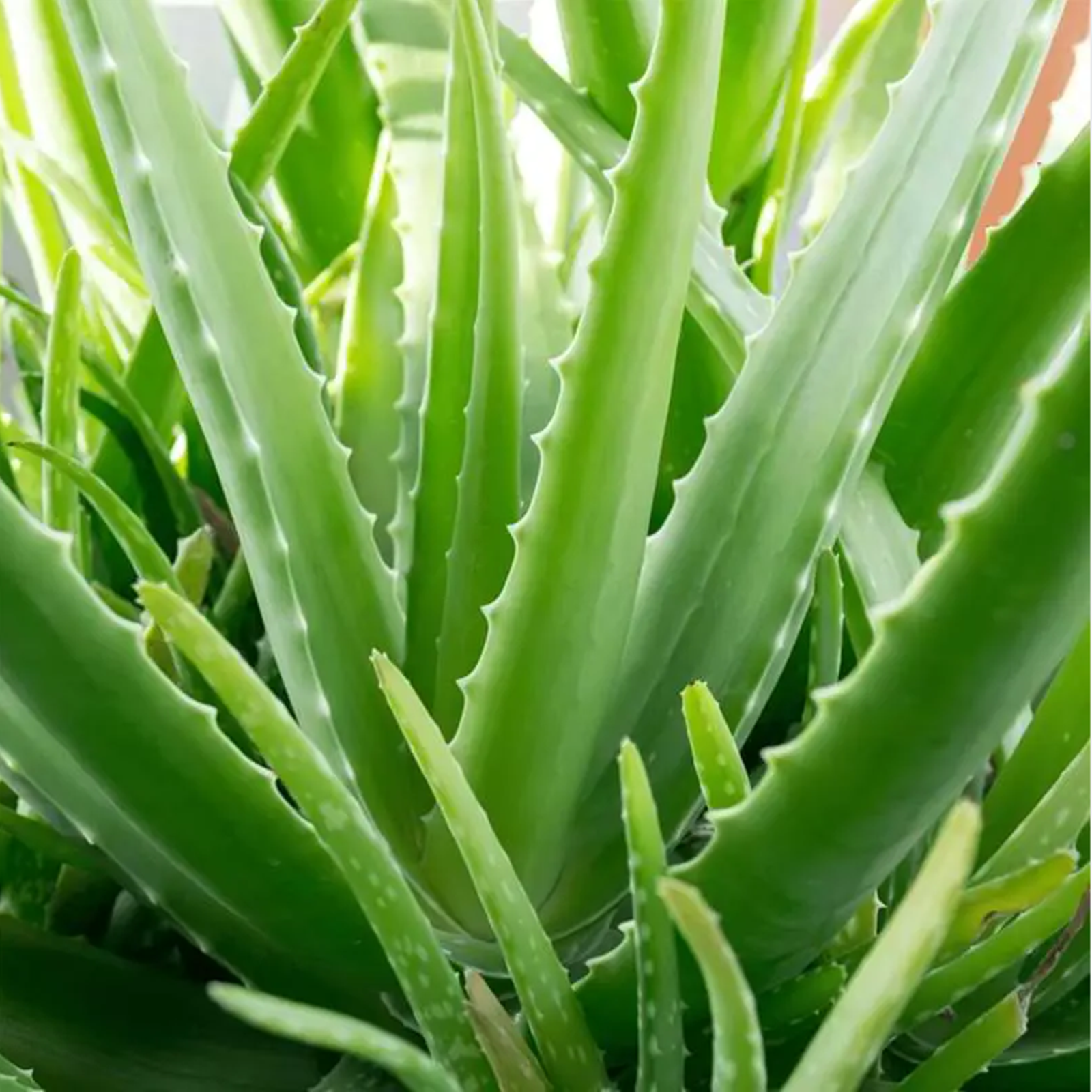 Succulents, Aloe vera bulbs, Indoor potted plants that are easy to grow