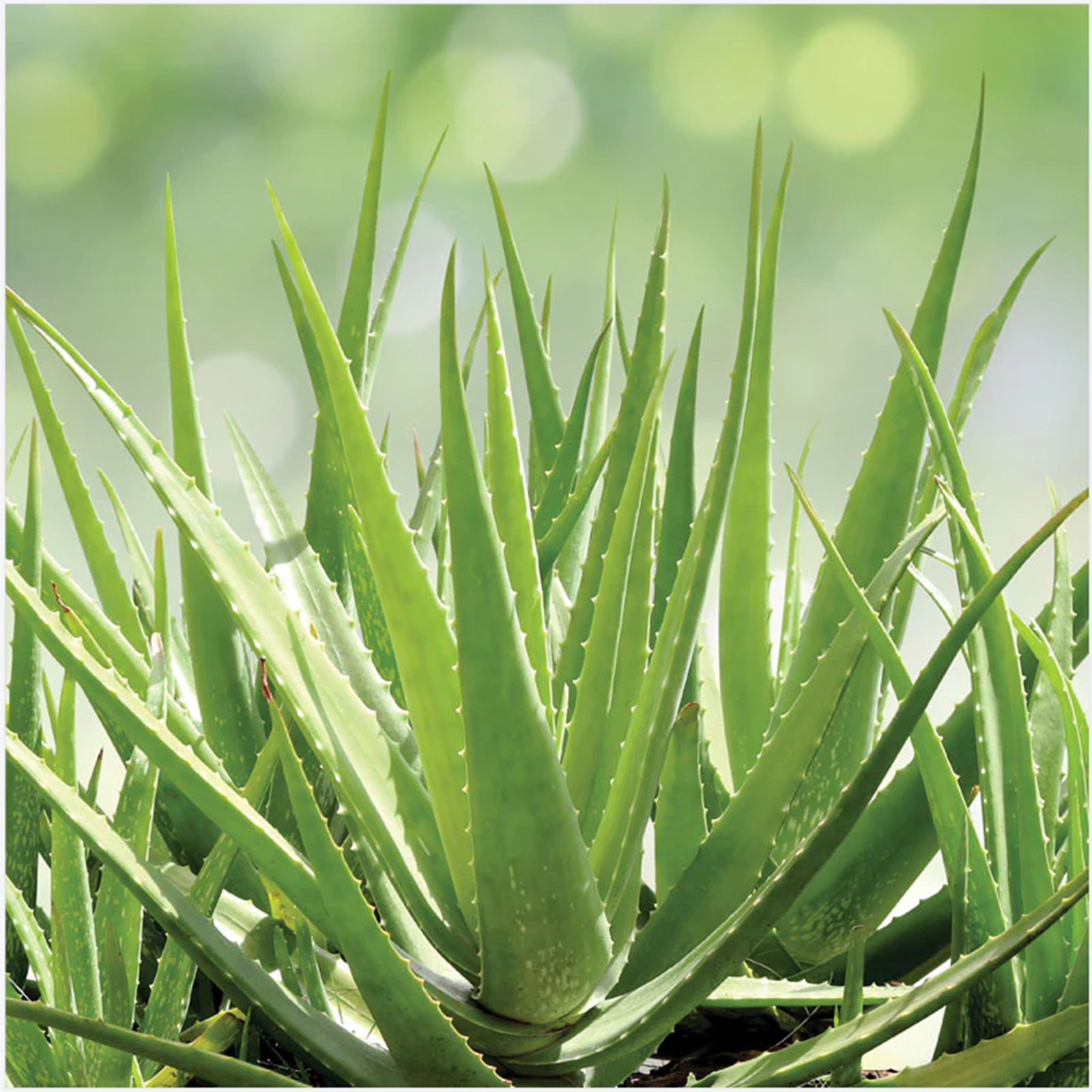 Succulents, Aloe vera bulbs, Indoor potted plants that are easy to grow