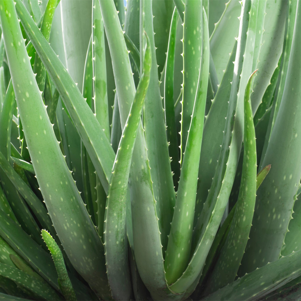 Succulents, Aloe vera bulbs, Indoor potted plants that are easy to grow