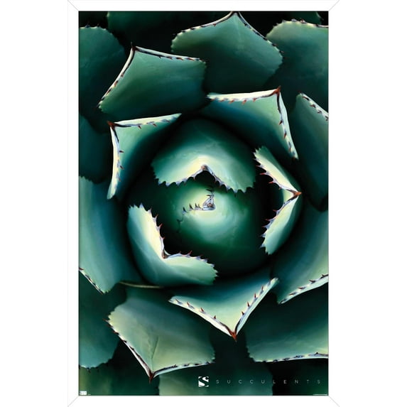 Succulents - Center Wall Poster, 14.725" x 22.375", Framed