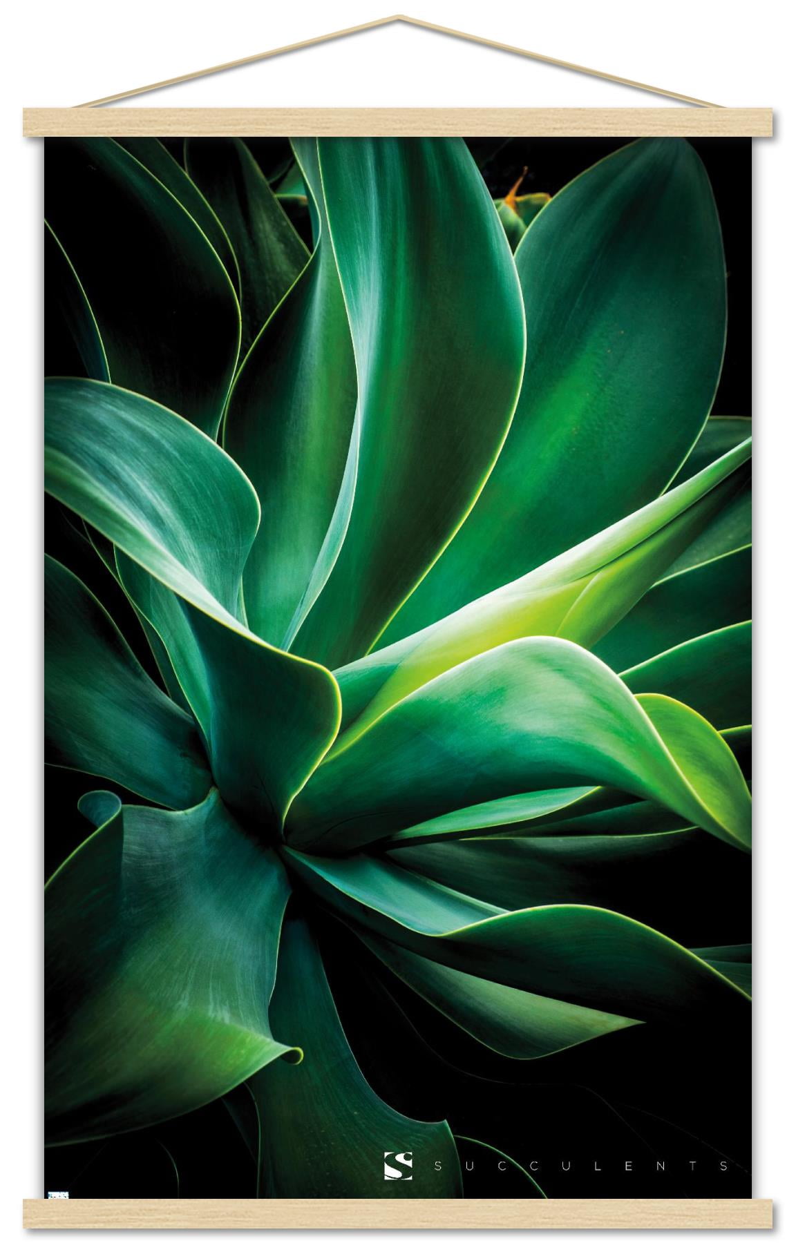 Succulents - Closeup Wall Poster with Wooden Magnetic Frame, 22.375" x ...
