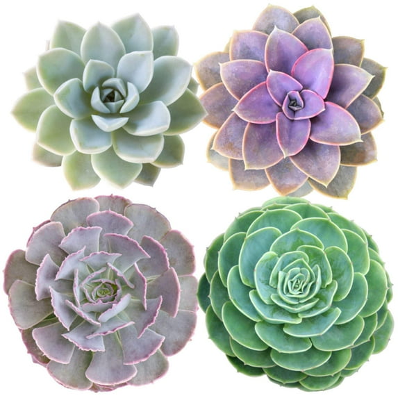 Succulents - Medley Mix (4 Inch)